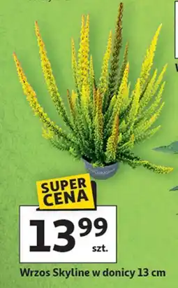 Auchan Wrzos skyline oferta