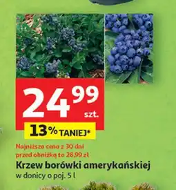 Auchan Borówka amerykańska don. 5 l oferta