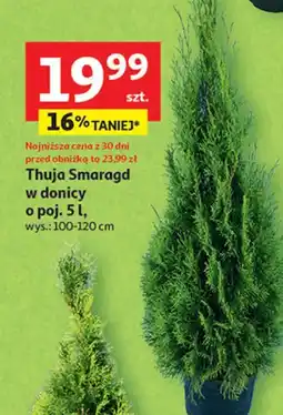 Auchan Thuja szmaragd 5 l oferta