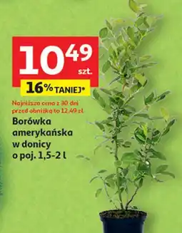 Auchan Borówka amerykańska 2 l oferta