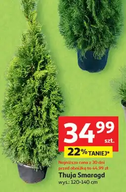 Auchan Thuja szmaragd 120-140 cm oferta