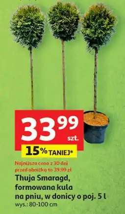 Auchan Thuja szmaragd formowana kula na pniu 5 l oferta