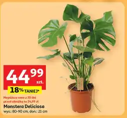 Auchan Monstera deliciosa oferta