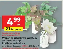 Auchan Roślina w doniczce 18 cm oferta