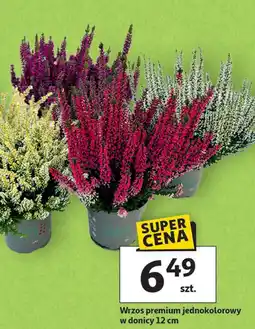 Auchan Wrzos premium oferta