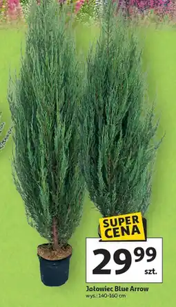 Auchan Jałowiec blue arrow oferta