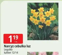 E.Leclerc Cebule narcyz W. Legutko oferta