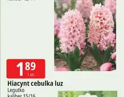 E.Leclerc Hiacynt W. Legutko oferta