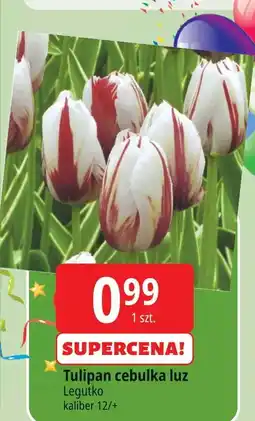 E.Leclerc Cebulki tulipan W. Legutko oferta