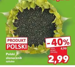 Kaufland Słonecznik polski Kaufland oferta