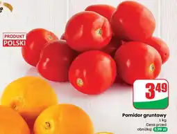 Dino Pomidor gruntowy Dino oferta