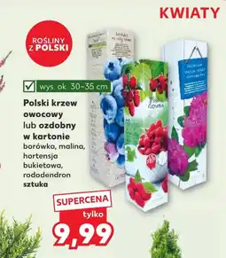 Kaufland Krzew ozdobny Polski oferta
