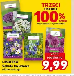 Kaufland Cebule kwiatowe O oferta