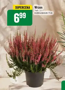 Polomarket Wrzos oferta