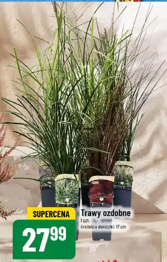 Polomarket Trawy ozdobne oferta