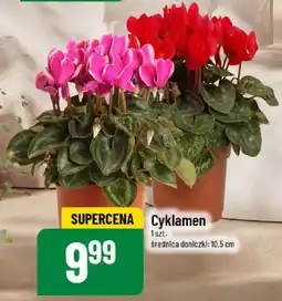 Polomarket Cyklamen oferta