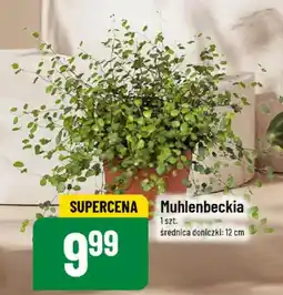 Polomarket Muhlenbeckia oferta