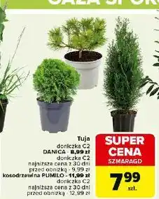 Carrefour Kosodrzewina pumilo oferta