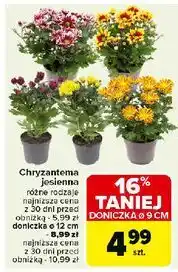 Carrefour Chryzantema 12 cm oferta