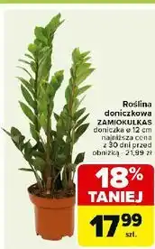 Carrefour Zamiokulkas 12 cm oferta