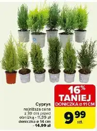 Carrefour Cyprys 14 cm oferta
