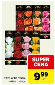 Carrefour Róża różowa w kartonie Ebs Plant oferta