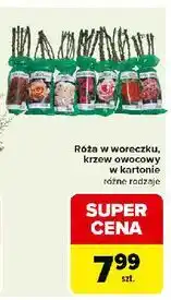 Carrefour Krzew owocowy w kartonie oferta