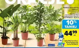 Carrefour Roślina zielona 21 cm oferta