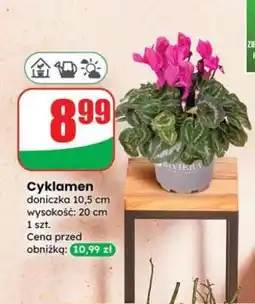 Dino Cyklamen oferta