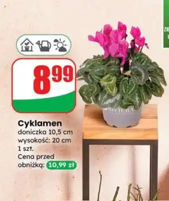 Dino Cyklamen oferta