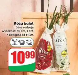 Dino Róża balot oferta