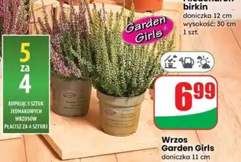 Dino Wrzos Garden Girls oferta