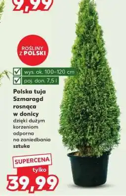 Kaufland Polska tuja Szmaragd rosnąca w donicy oferta