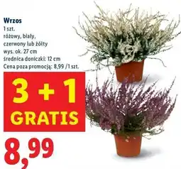Lidl Wrzos żółty wys. 27 cm oferta