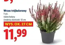 Lidl Wrzos trójkolorowy oferta