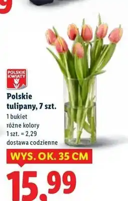 Lidl Tulipany oferta