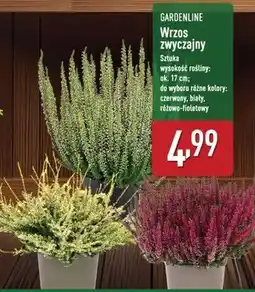 ALDI Wrzos zwyczajny 17 cm Gardenline oferta