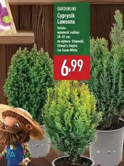 ALDI Cyprys lawsona Gardenline oferta