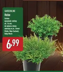 ALDI Hebe baby marie Gardenline oferta