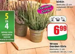 Dino Wrzos garden girls oferta