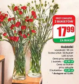 Dino Goździki 50 cm oferta
