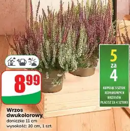Dino Wrzos dwukolorowy 11 cm oferta