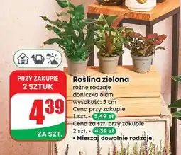 Dino Roślina zielona oferta