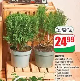 Dino Świerk conica oferta