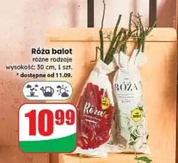 Dino Róża w balocie oferta