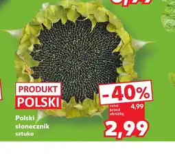Kaufland Polski słonecznik oferta