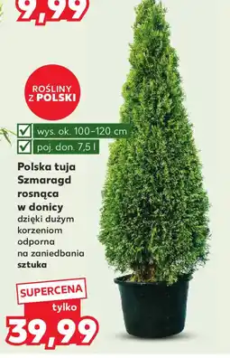 Kaufland Polska tuja Szmaragd oferta