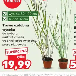 Kaufland Trawa ozdobna wysoka oferta