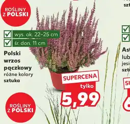Kaufland Polski wrzos pączkowy oferta