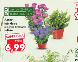 Kaufland Aster lub Hebe oferta